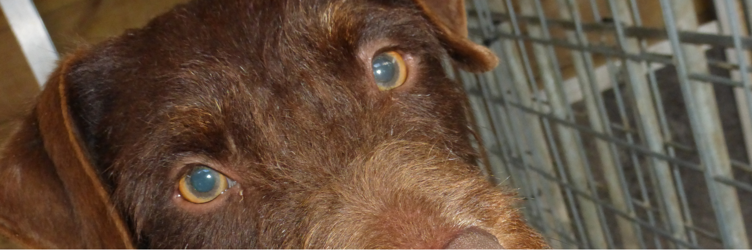 Claire Good (muttswithfriendsdogrescue) • Raffall